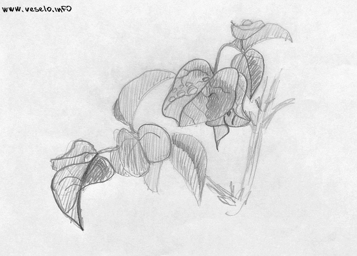 Экзотические тропические цветы: Бугенвиллея - карандашный набросок