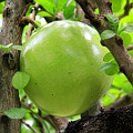 Калебасовое, или горлянковое дерево (лат. Crescentia cujete L.) - Глоток экзотики из путешествий